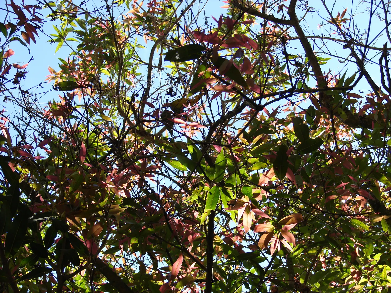 Rose Apple (Syzygium Jambos) — and during late spring to early summer; can comfortably fit into a residential landscape without fear of disrupting, image 96