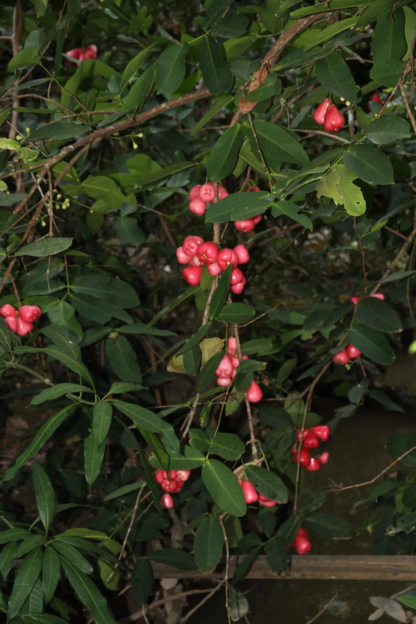 Rose Apple (Syzygium Jambos) — This evergreen species provides dense