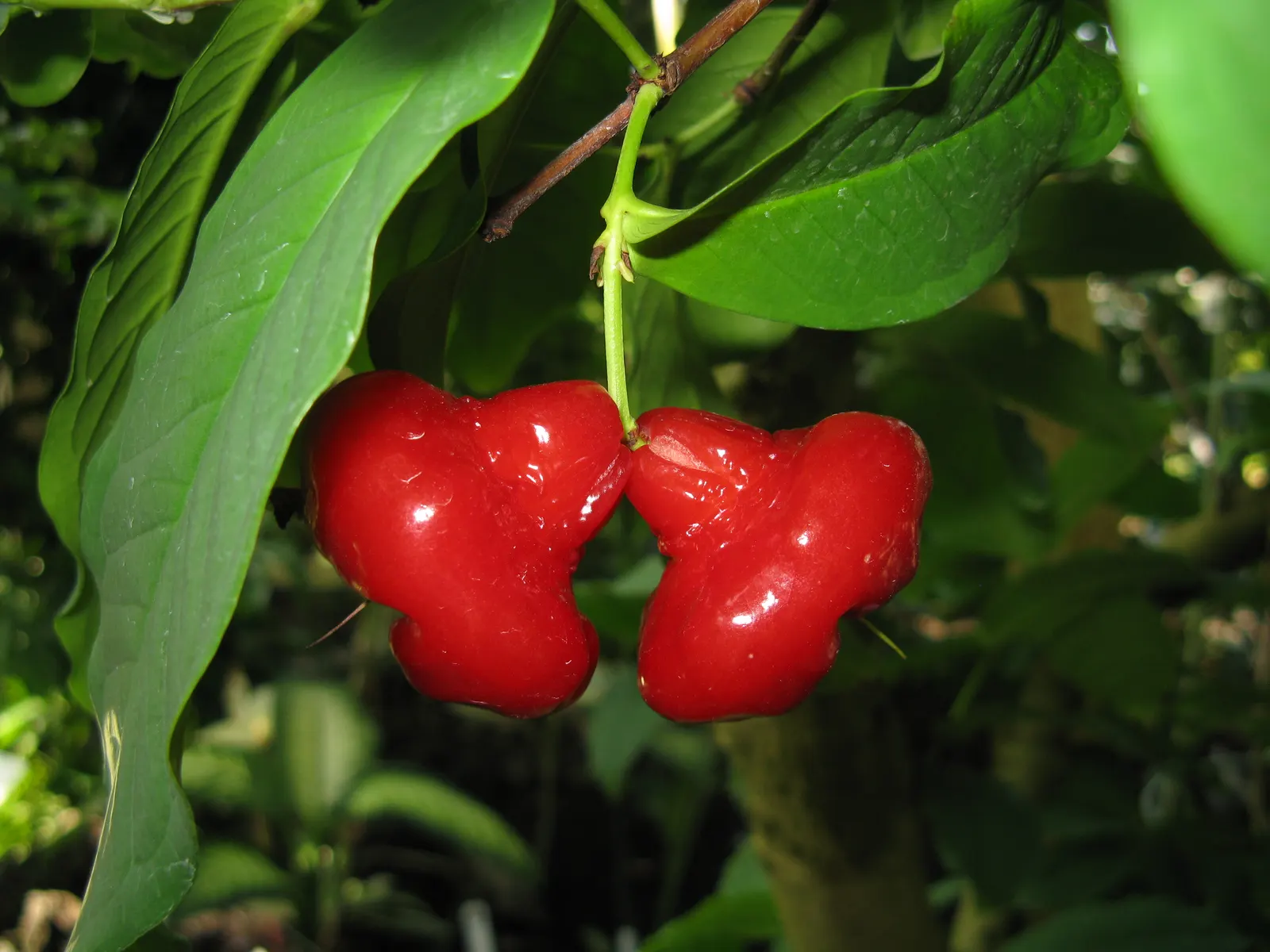 Rose Apple (Syzygium Jambos) — it boasts a symmetrical canopy and typically reaches a height of 25 to 35 feet; this evergreen species provides dense