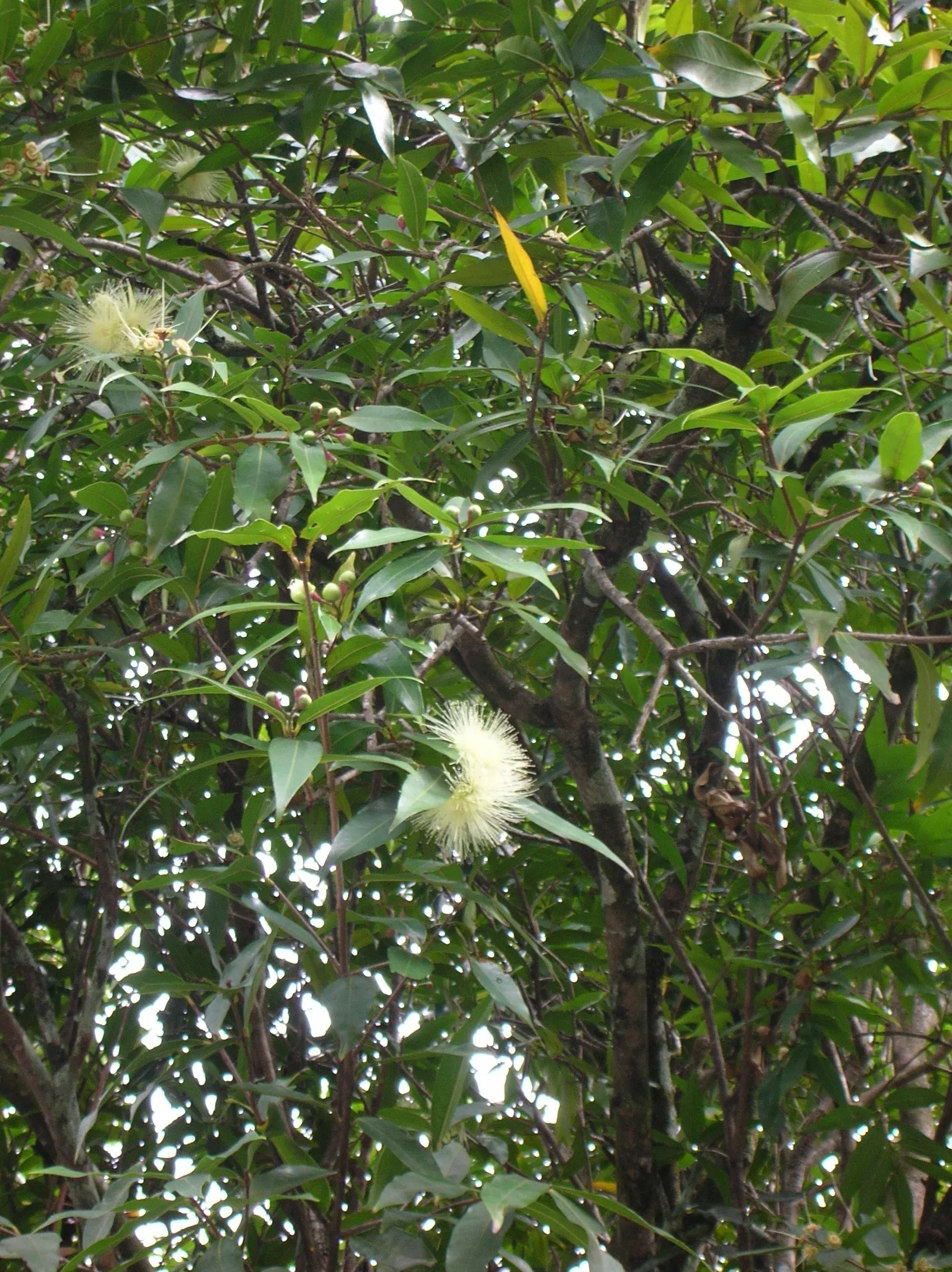Rose Apple (Syzygium Jambos) — and during late spring to early summer; can comfortably fit into a residential landscape without fear of disrupting hardscapes