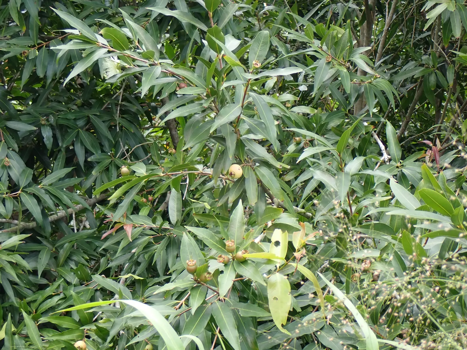 Rose Apple (Syzygium Jambos) — tree with white blooms; approximately 1 to 2 inches in diameter, image 139