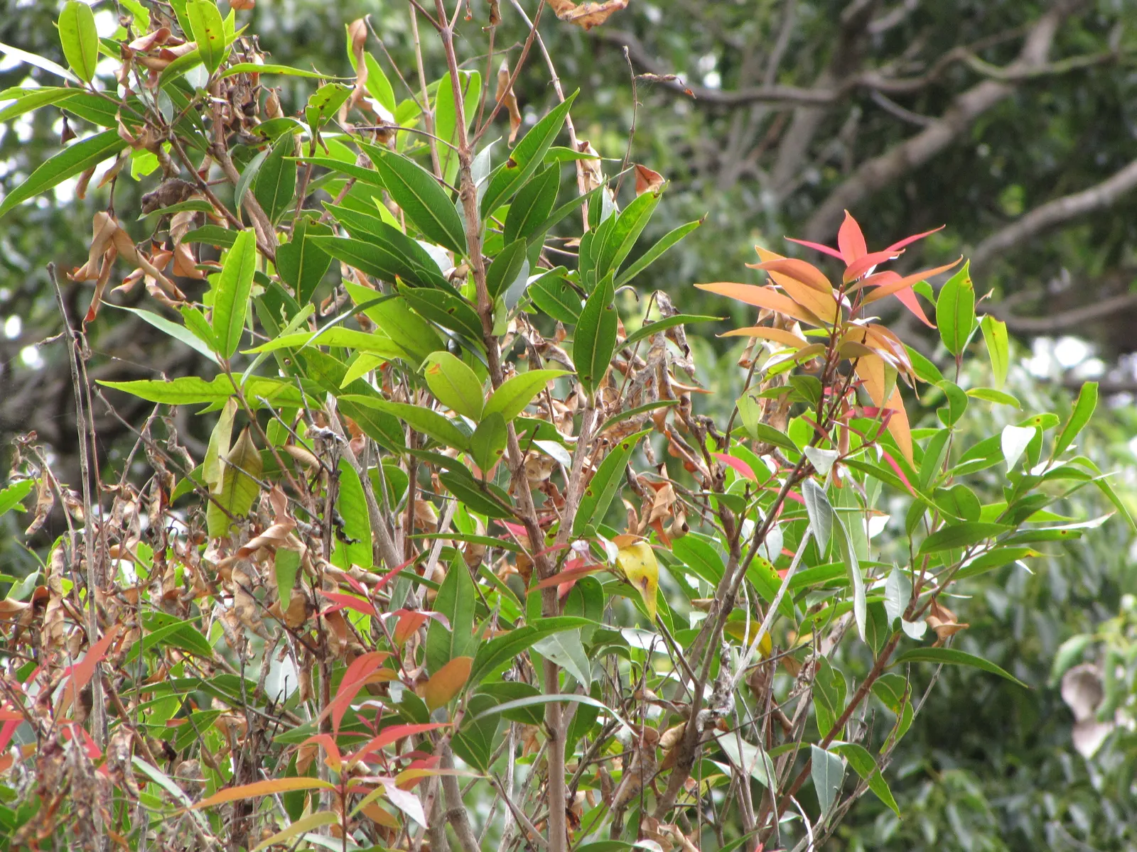 Rose Apple (Syzygium Jambos) — The Rose Apple (Syzygium jambos) is a tropical; its dense foliage provides shade while pink to white blossoms, image 85