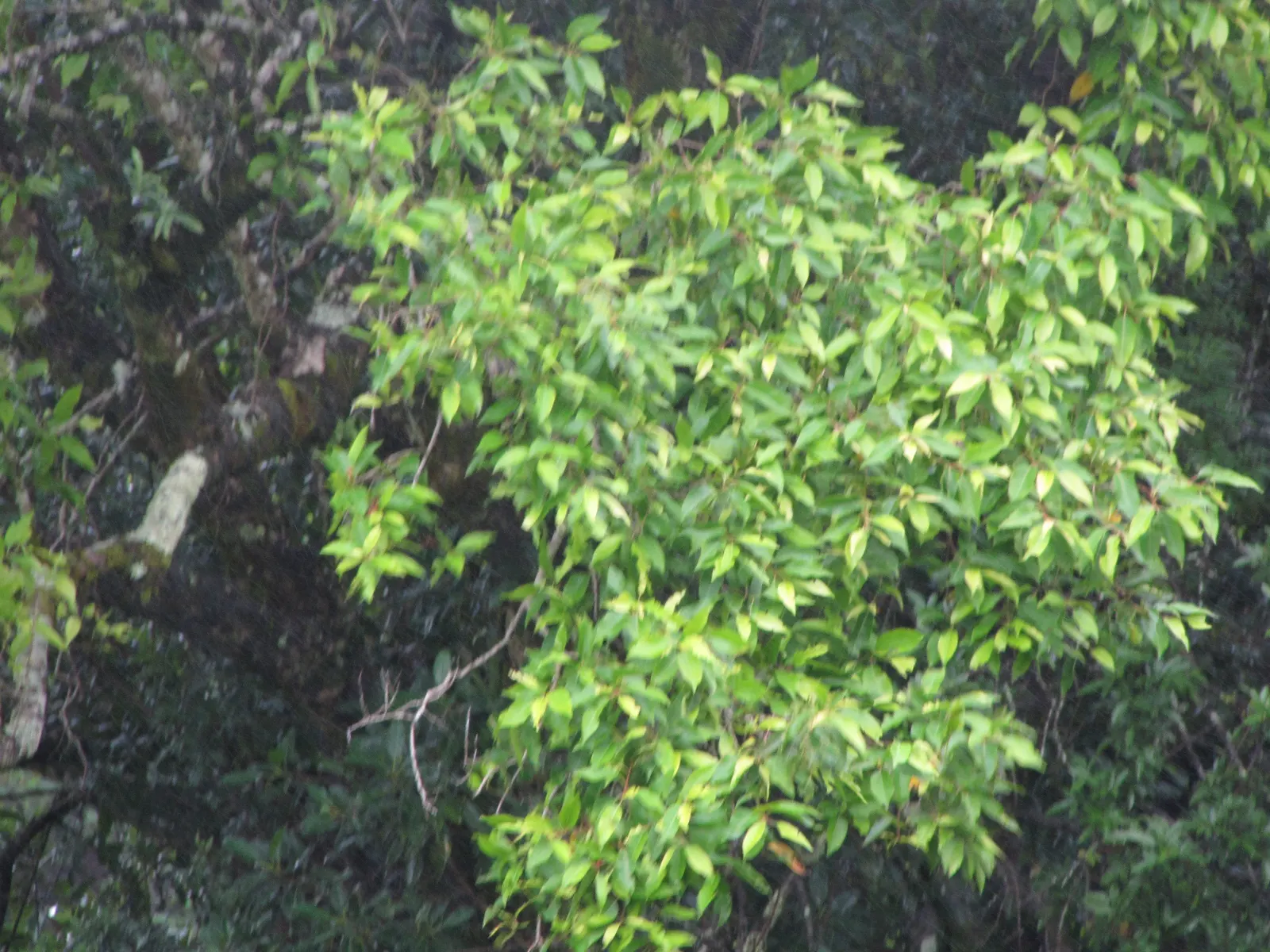 Rose Apple (Syzygium Jambos) — scientifically known as Syzygium jambos; can comfortably fit into a residential landscape without fear of disrupting hardscapes