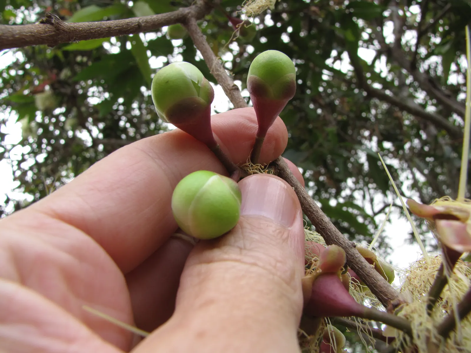 Rose Apple (Syzygium Jambos) — approximately 1 to 2 inches in diameter; this evergreen species provides dense, image 74