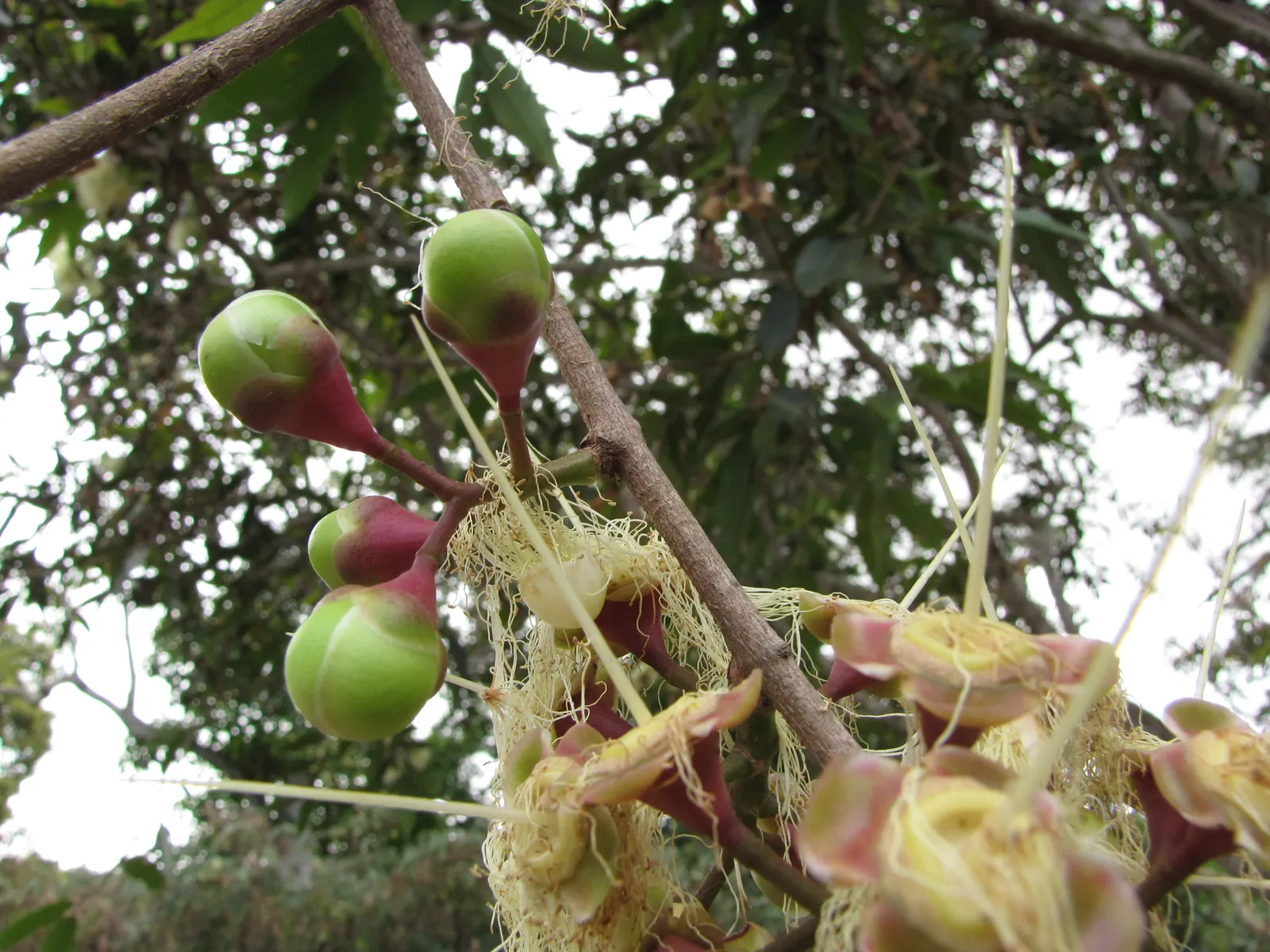 Rose Apple (Syzygium Jambos) — lending the tree its common name.<br><br>Following the floral display; can comfortably fit into a residential, image 128