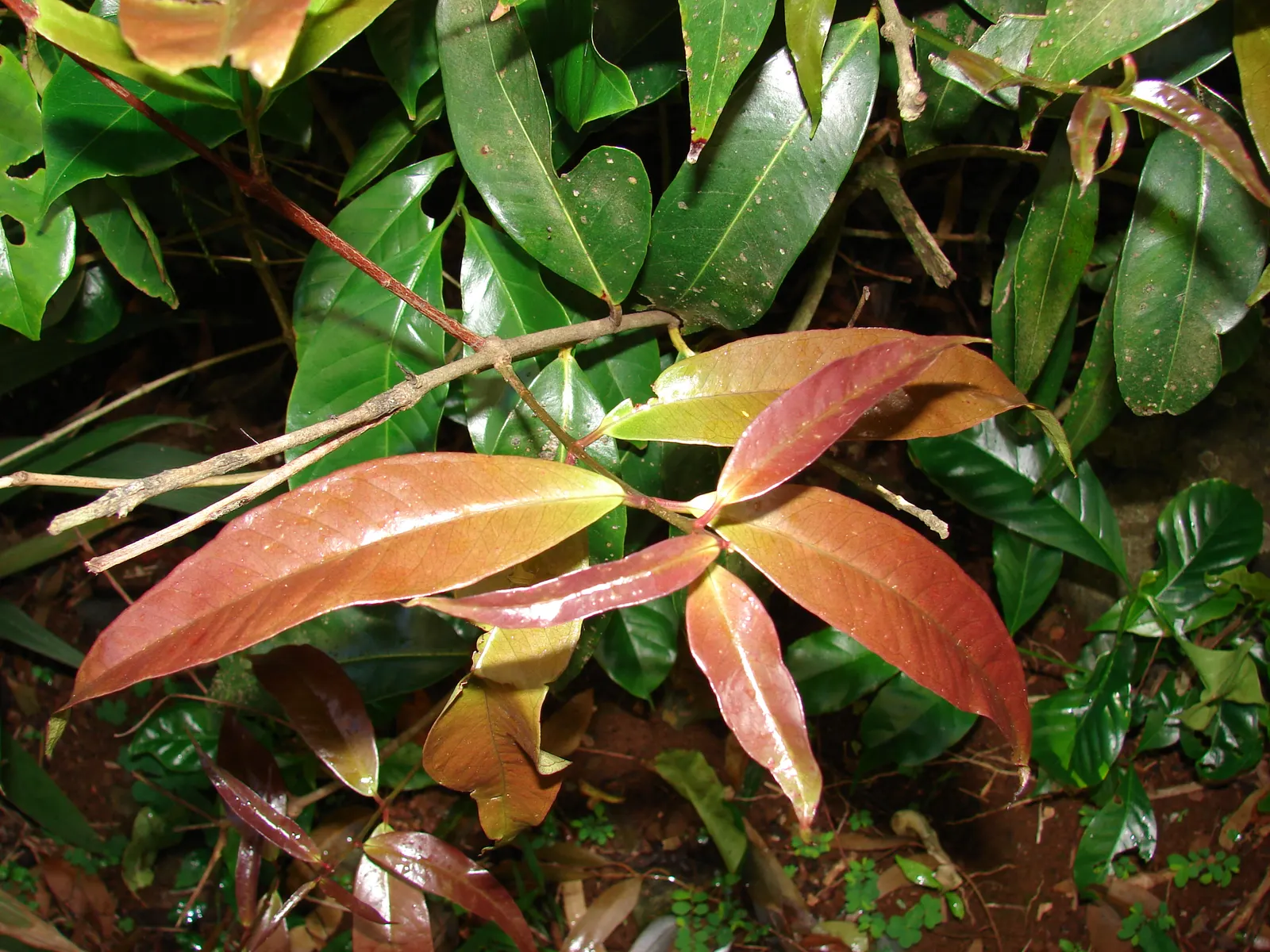 Rose Apple (Syzygium Jambos) — They typically ripen in summer; can comfortably fit into a residential landscape without fear of disrupting, image 132