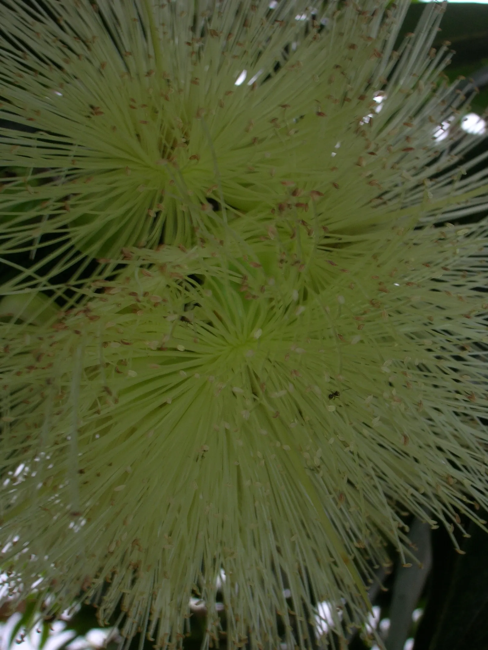 Rose Apple (Syzygium Jambos) — tree for full or half; can comfortably fit into a residential landscape without fear of disrupting hardscapes or, image 84