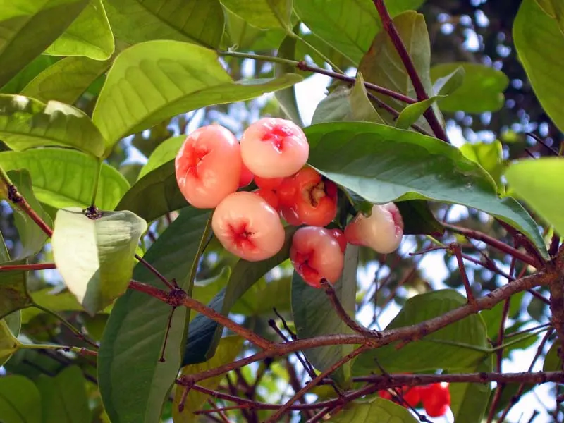 Rose Apple (Syzygium Jambos) — Typically 15-20 ft tall, it thrives in well-drained soil with full sun exposure; approximately 1 to 2 inches in diameter