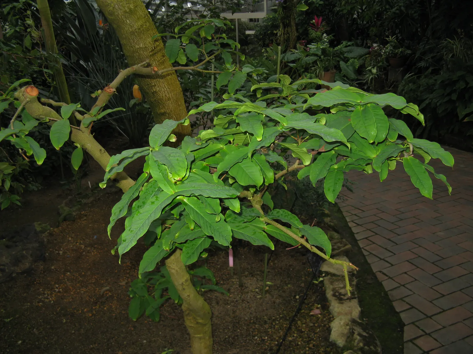 Rose Apple (Syzygium Jambos) — it boasts a symmetrical canopy and typically reaches a height of 25 to 35 feet; this evergreen species provides dense, image 66