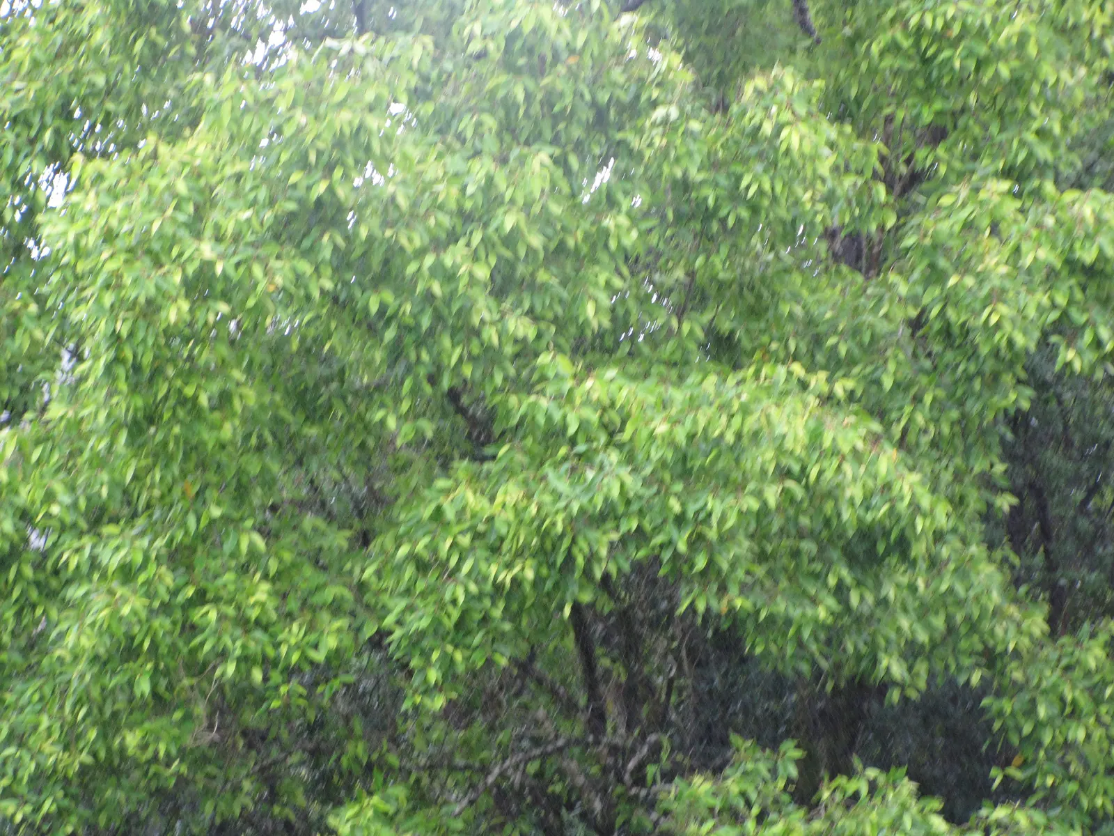 Rose Apple (Syzygium Jambos) — This evergreen species provides dense; approximately 1 to 2 inches in diameter, image 95
