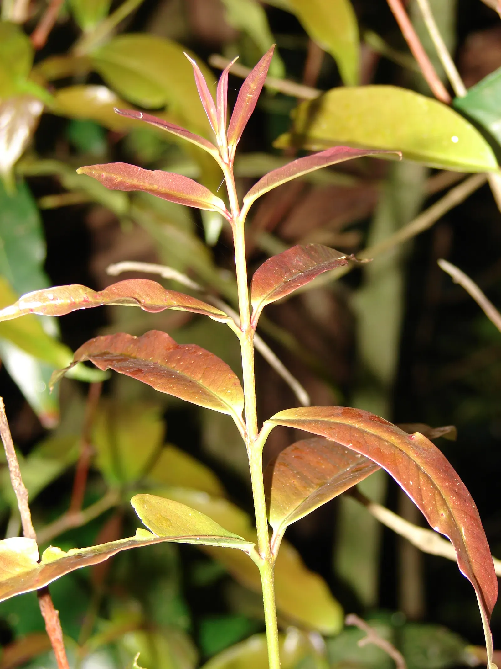 Rose Apple (Syzygium Jambos) — They typically ripen in summer; can comfortably fit into a residential landscape without fear of disrupting, image 104