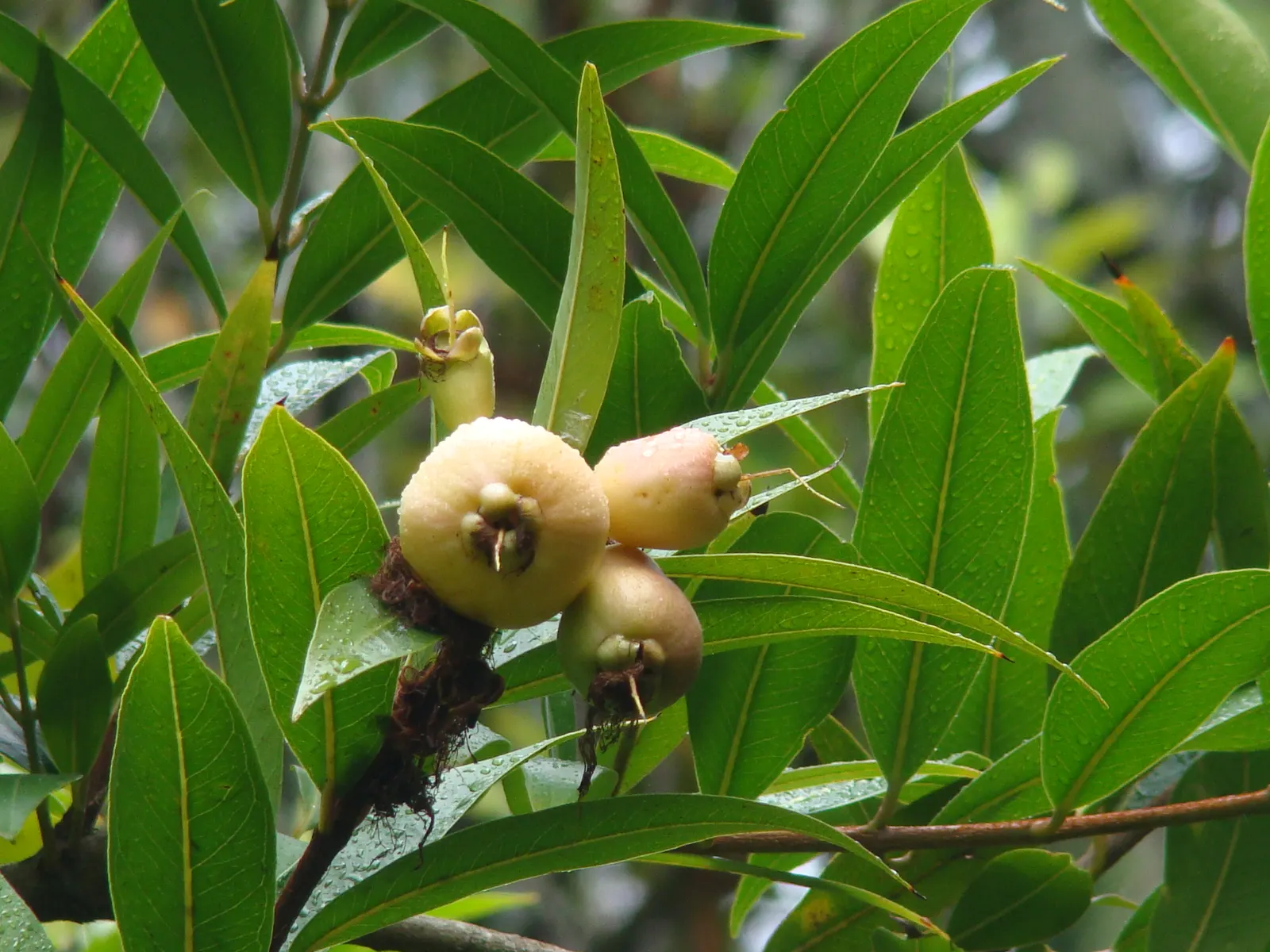 Rose Apple (Syzygium Jambos) — which can be enjoyed fresh or utilized in jams and jellies; approximately 1 to 2 inches in diameter, image 79