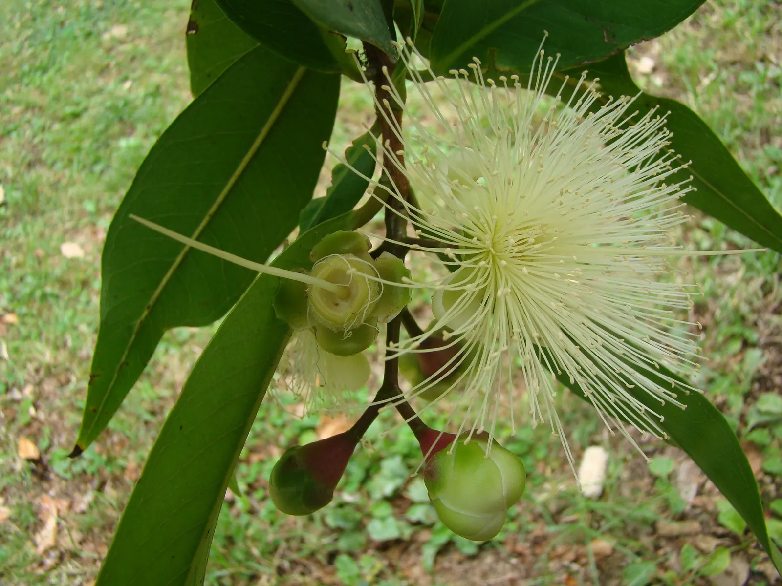 Rose Apple (Syzygium Jambos) — These aromatic blossoms are about 2 inches wide and their sweet; this evergreen species provides dense, image 98