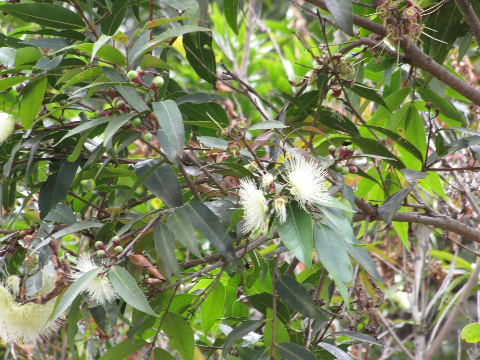 Rose Apple (Syzygium Jambos) — This tree is suitable for USDA hardiness zones 9 to 12 and is relatively low-maintenance; this evergreen species provides dense