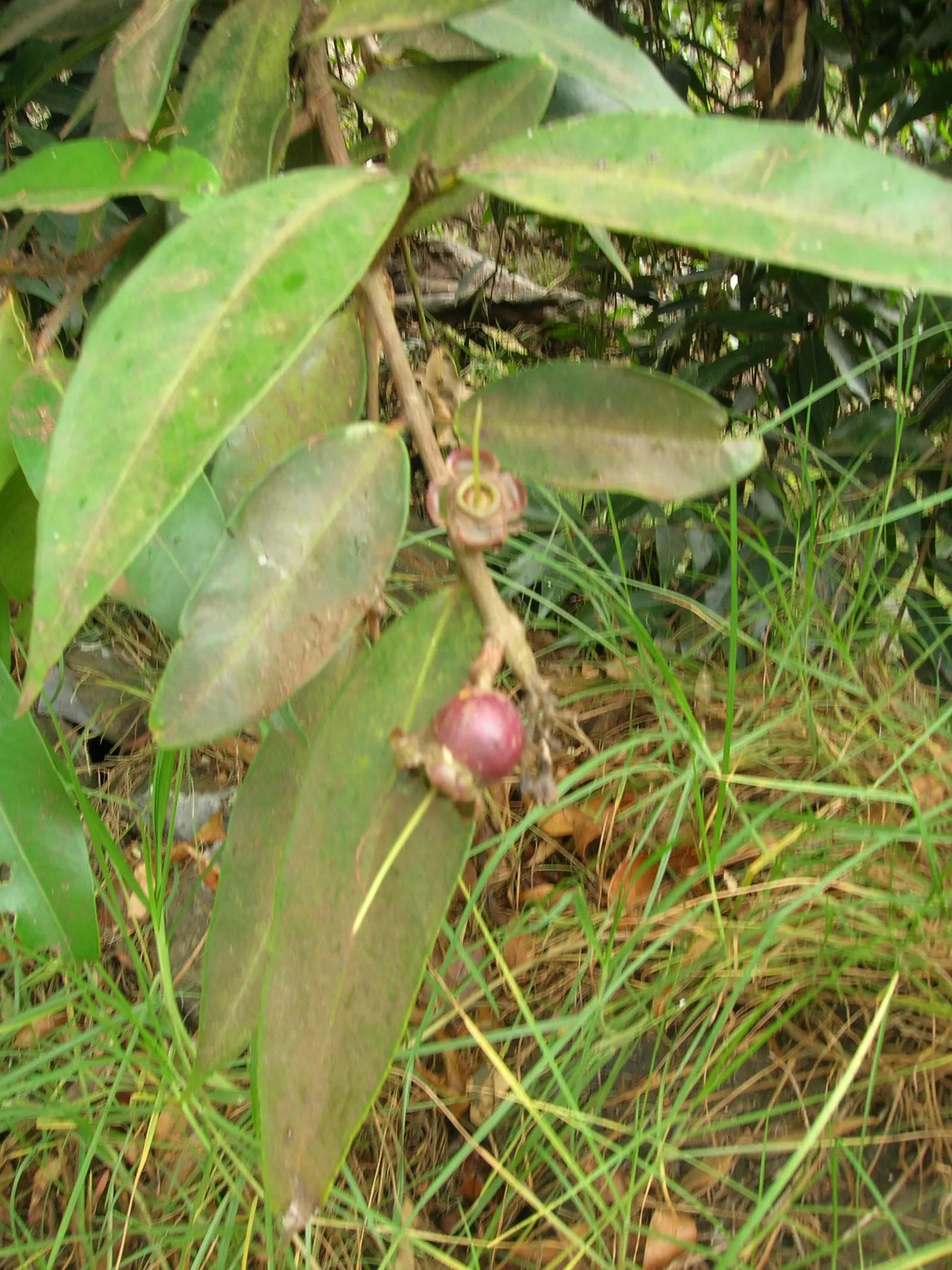 Rose Apple (Syzygium Jambos) — evergreen tree bearing fragrant flowers and bell-shaped fruits with a rose-like aroma; this evergreen species, image 58