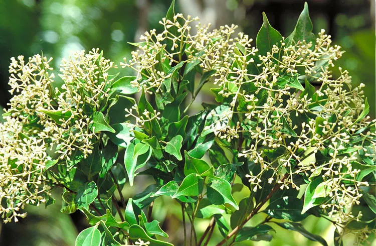 Rose Apple (Syzygium Jambos) — can comfortably fit into a residential landscape without fear of disrupting hardscapes or foundations