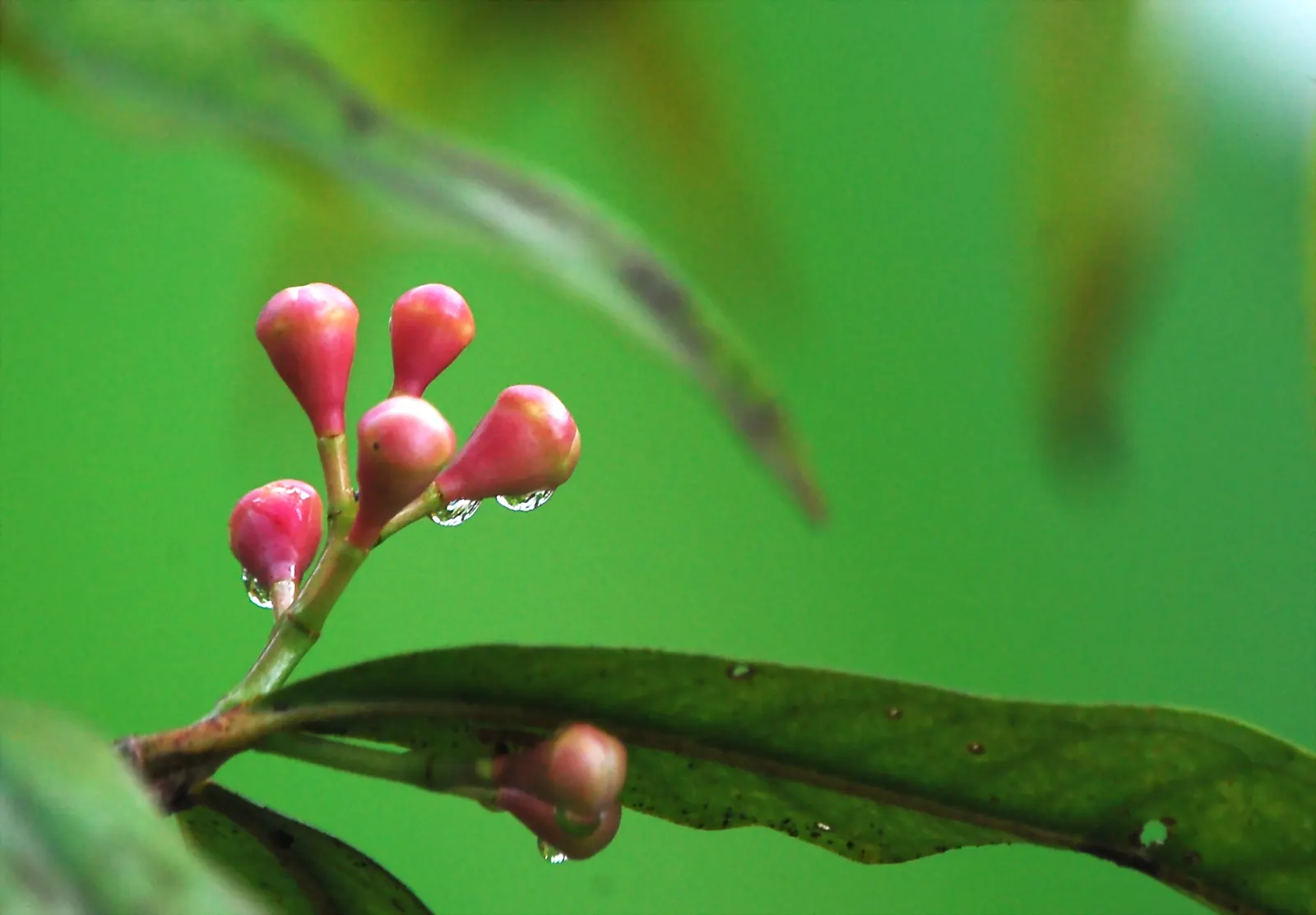 Rose Apple (Syzygium Jambos) — This evergreen species provides dense; approximately 1 to 2 inches in diameter, image 67