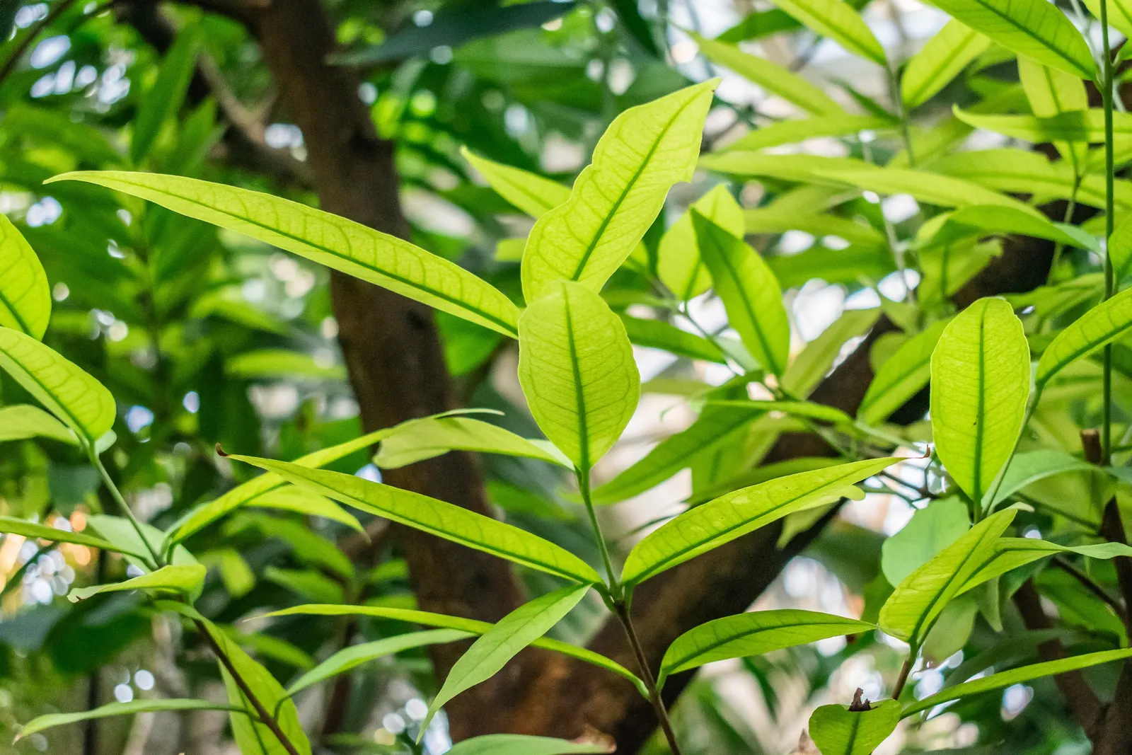 Rose Apple (Syzygium Jambos) — but it is adaptable to a range of soil conditions