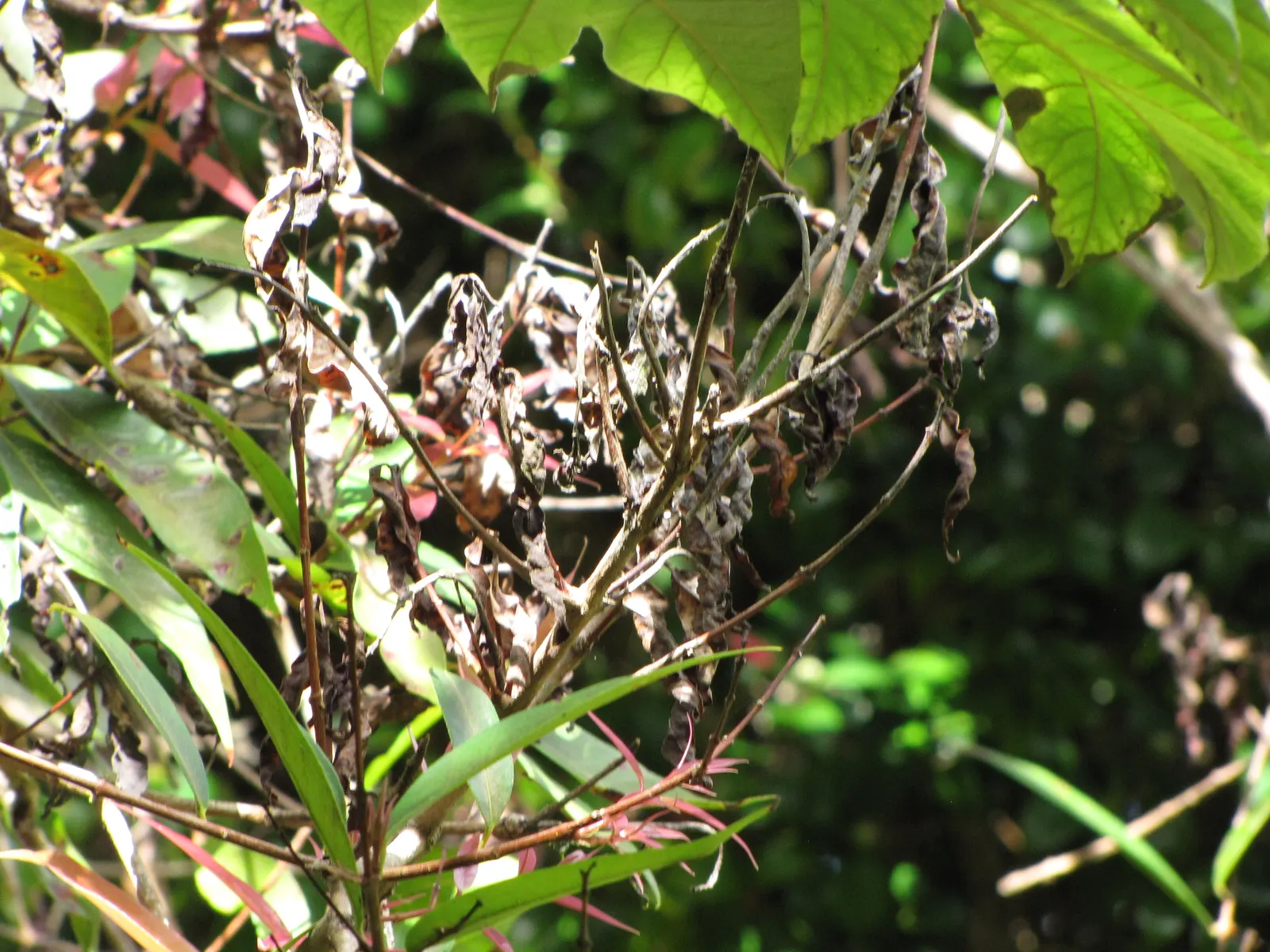 Rose Apple (Syzygium Jambos) — lending the tree its common name.<br><br>Following the floral display; can comfortably fit into a residential, image 100