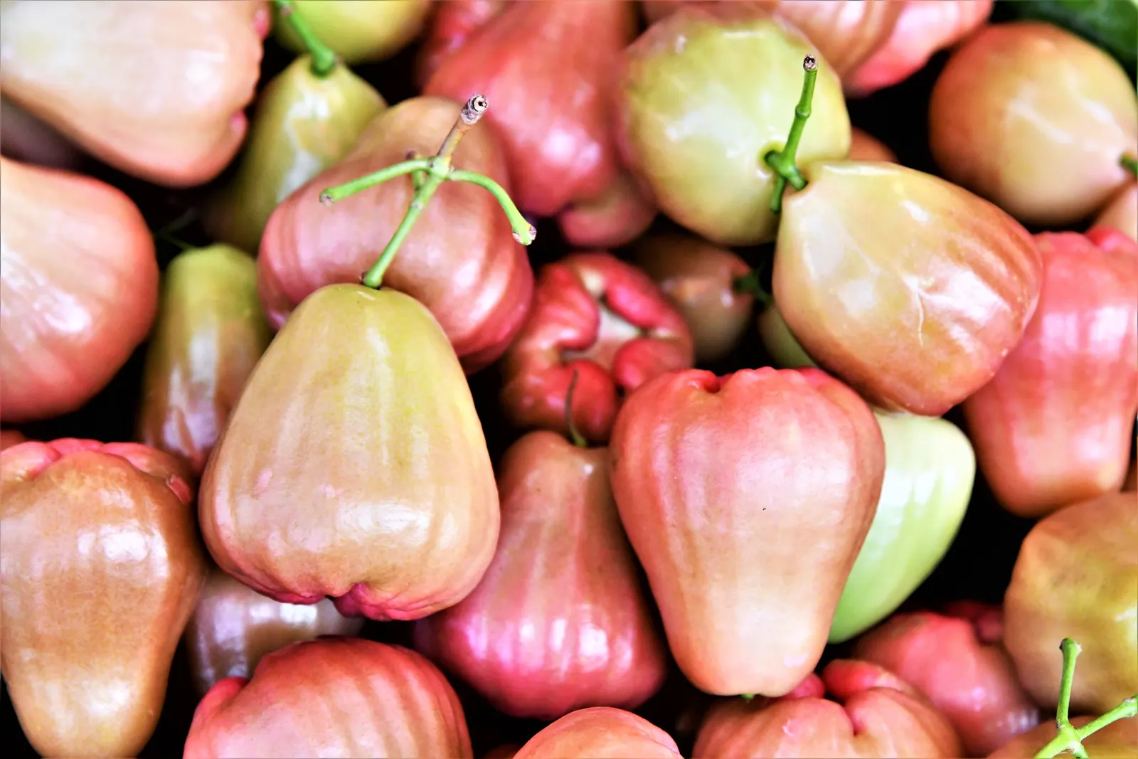 Rose Apple (Syzygium Jambos) — scientifically known as Syzygium jambos; can comfortably fit into a residential landscape without fear of disrupting, image 92