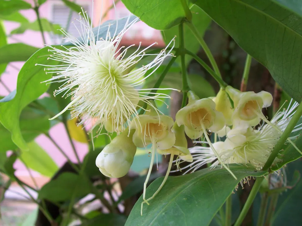 Rose Apple (Syzygium Jambos) — The yellowish-green fruit; its dense foliage provides shade while pink to white blossoms attract pollinators, image 61