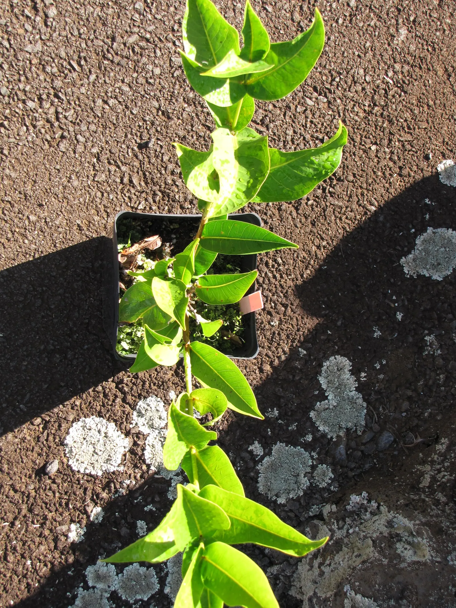Rose Apple (Syzygium Jambos) — tree for full or half
