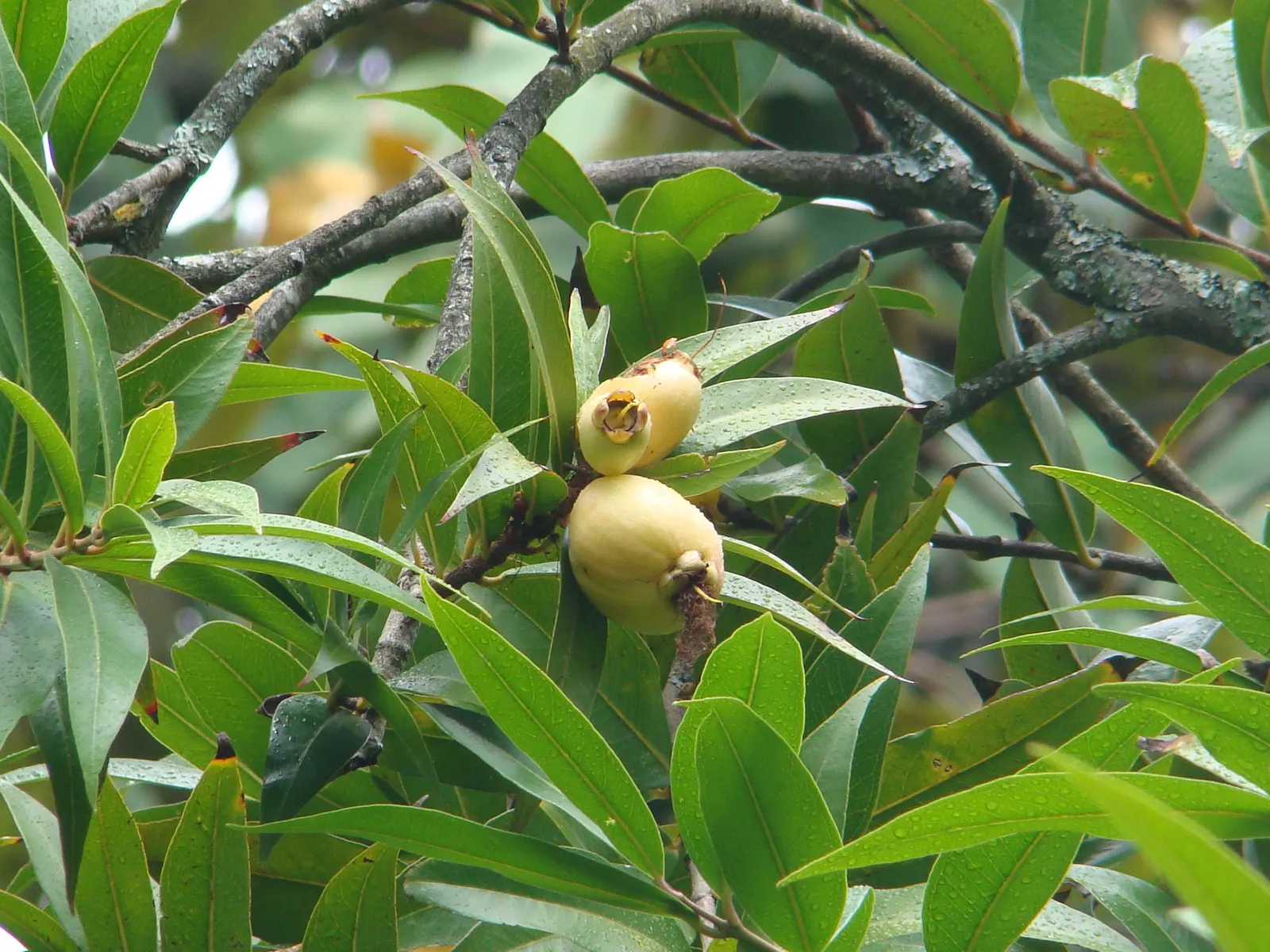 Rose Apple (Syzygium Jambos) — They typically ripen in summer; can comfortably fit into a residential landscape without fear of disrupting hardscapes or