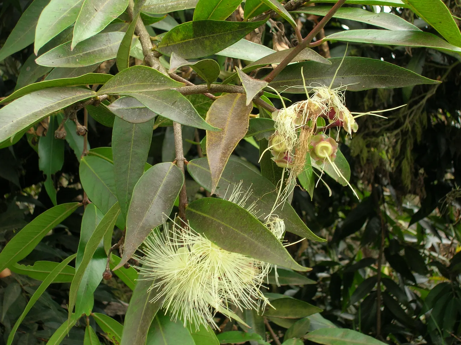 Rose Apple (Syzygium Jambos) — the Rose Apple bears attractive yellowish-green fruits