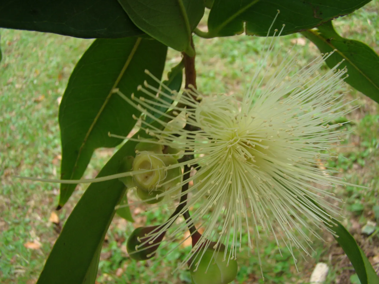 Rose Apple (Syzygium Jambos) — approximately 1 to 2 inches in diameter; this evergreen species provides dense, image 130
