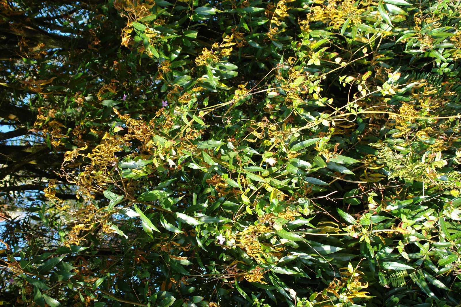 Rose Apple (Syzygium Jambos) — Its dense foliage provides shade while pink to white blossoms attract pollinators; can comfortably fit into a, image 88
