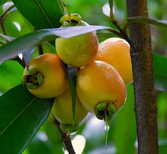 Rose Apple (Syzygium Jambos) — The Rose Apple (Syzygium jambos) is a tropical
