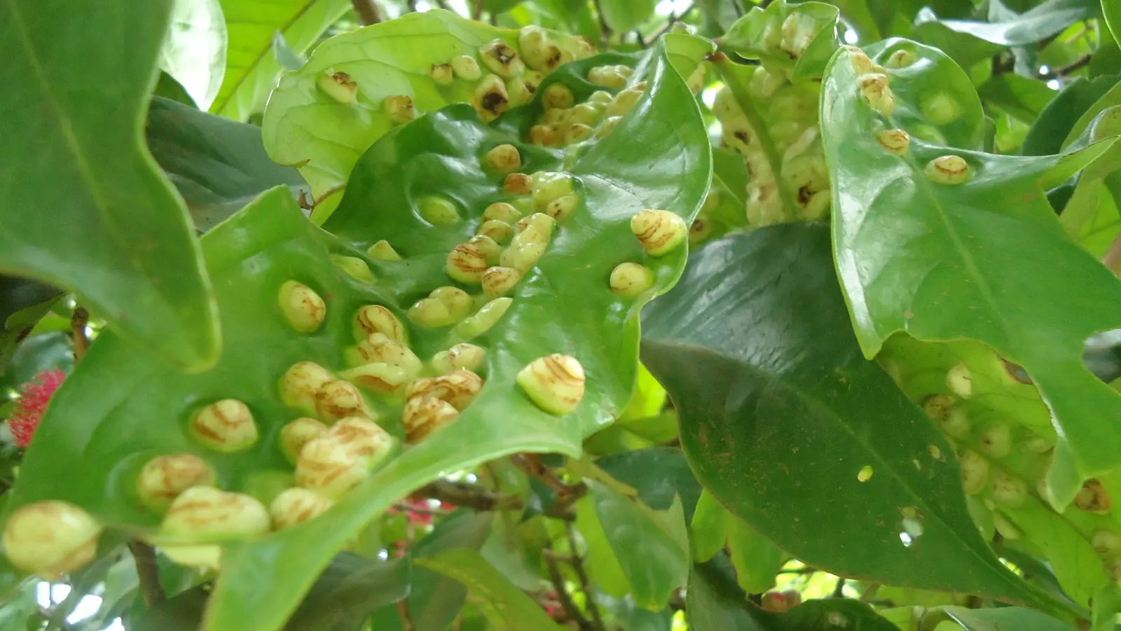 Rose Apple (Syzygium Jambos) — can comfortably fit into a residential landscape without fear of disrupting hardscapes or foundations; its dense, image 137