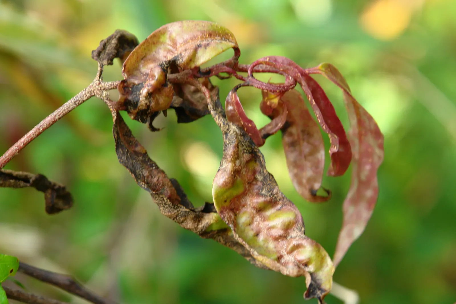 Rose Apple (Syzygium Jambos) — Its dense foliage provides shade while pink to white blossoms attract pollinators; can comfortably fit into a residential