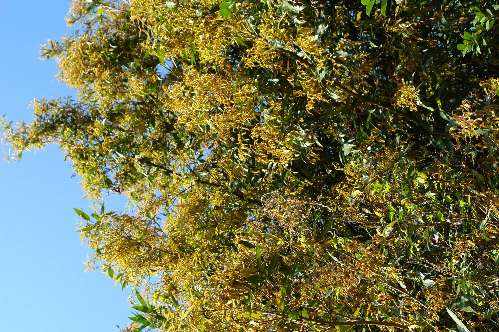 Rose Apple (Syzygium Jambos) — making it a dual-purpose ornamental and edible addition to the landscape; approximately 1 to 2 inches in diameter, image 119