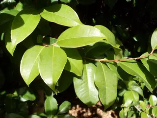Rose Apple (Syzygium Jambos) — Its dense foliage provides shade while pink to white blossoms attract pollinators; can comfortably fit into a, image 60