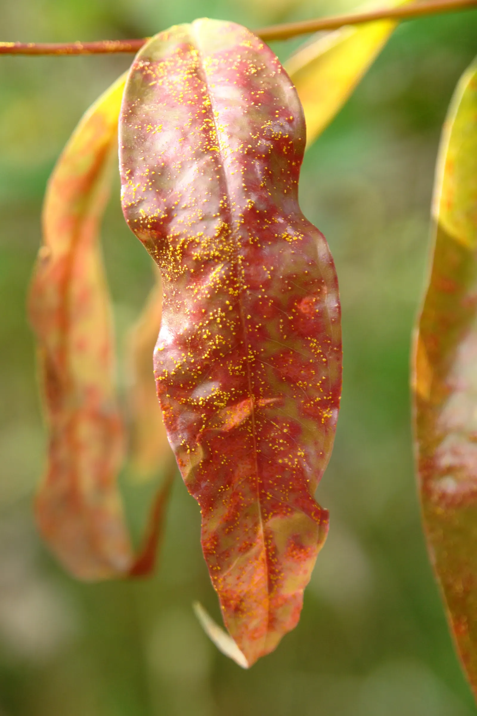 Rose Apple (Syzygium Jambos) — but it is adaptable to a range of soil conditions; its dense foliage provides shade while pink to white blossoms attract