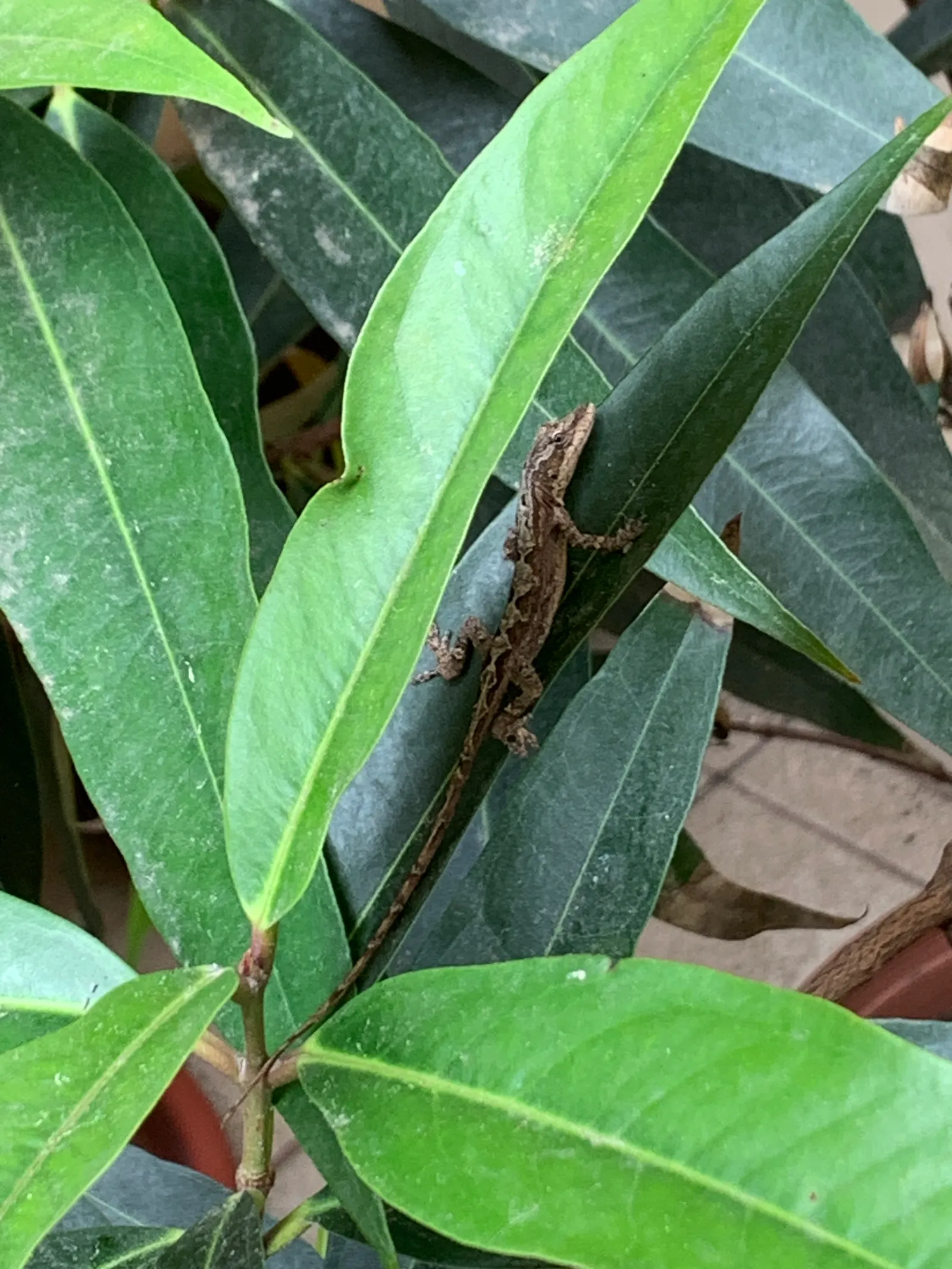 Rose Apple (Syzygium Jambos) — can comfortably fit into a residential landscape without fear of disrupting hardscapes or foundations; its dense, image 109