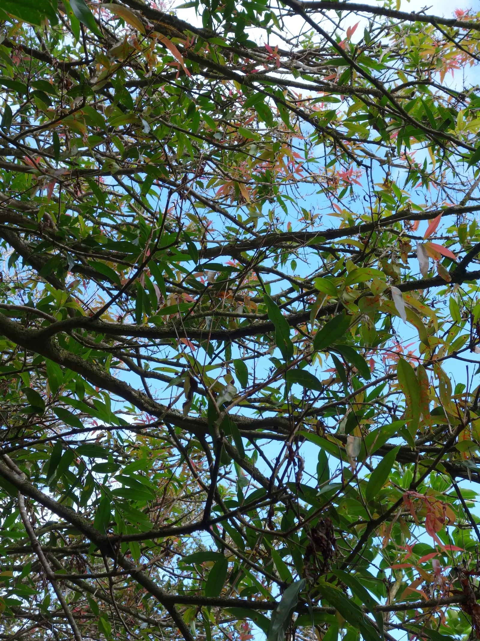Rose Apple (Syzygium Jambos) — due to its non-invasive root system; can comfortably fit into a residential landscape without fear of disrupting, image 80