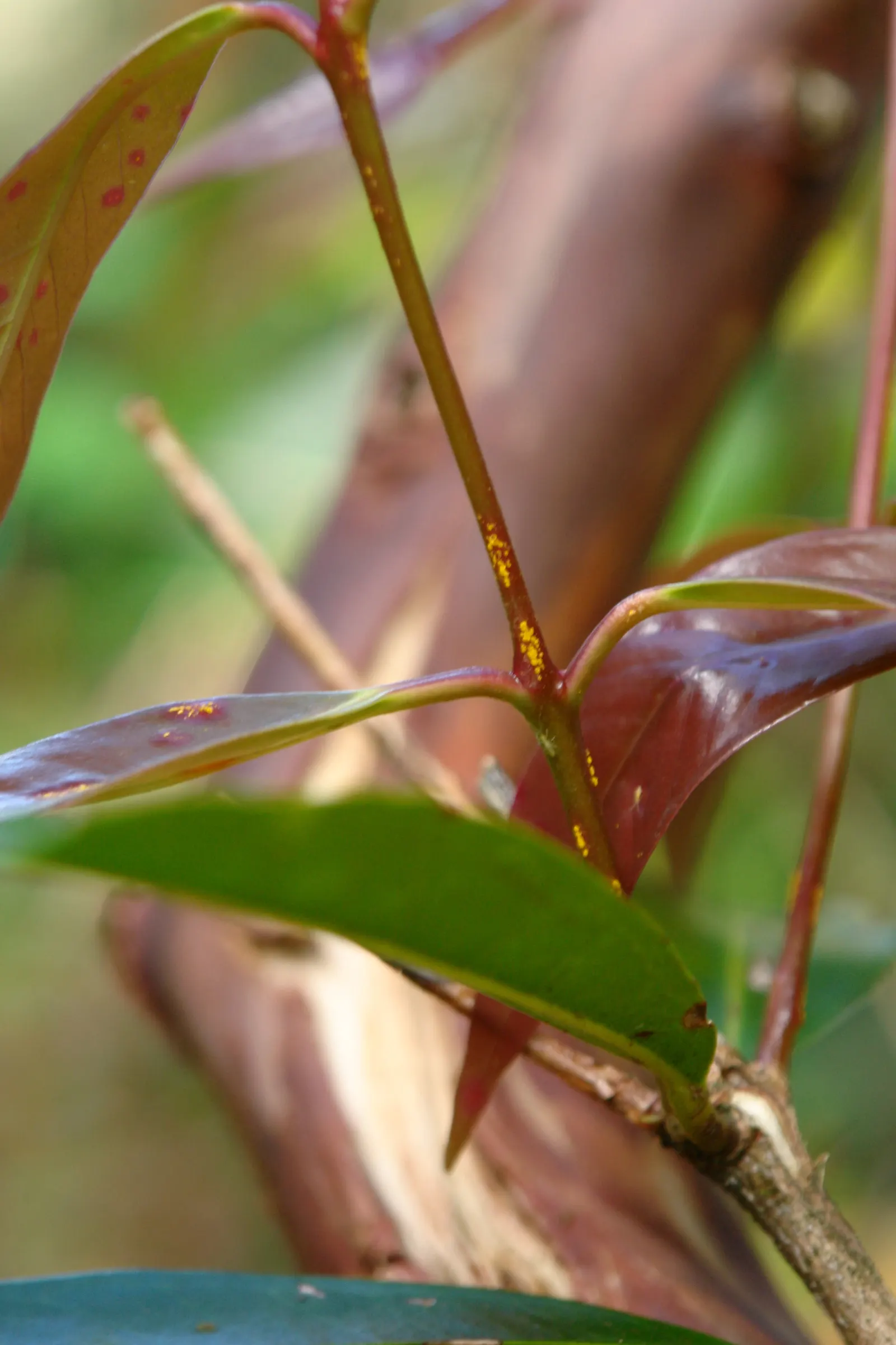 Rose Apple (Syzygium Jambos) — it erupts with clusters of showy; its dense foliage provides shade while pink to white blossoms attract pollinators, image 97