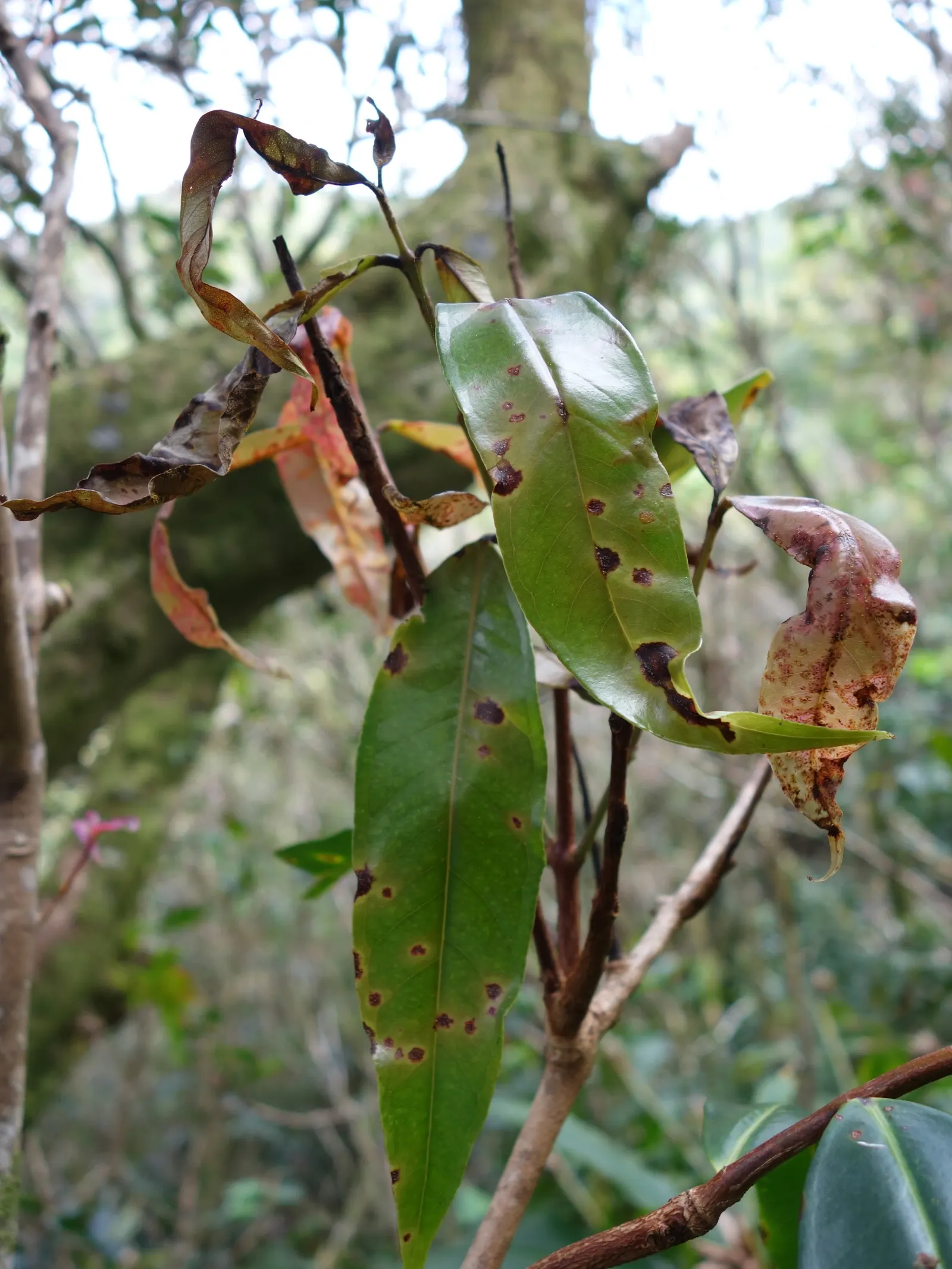 Rose Apple (Syzygium Jambos) — The Rose Apple (Syzygium jambos) is a tropical; its dense foliage provides shade while pink to white blossoms, image 141
