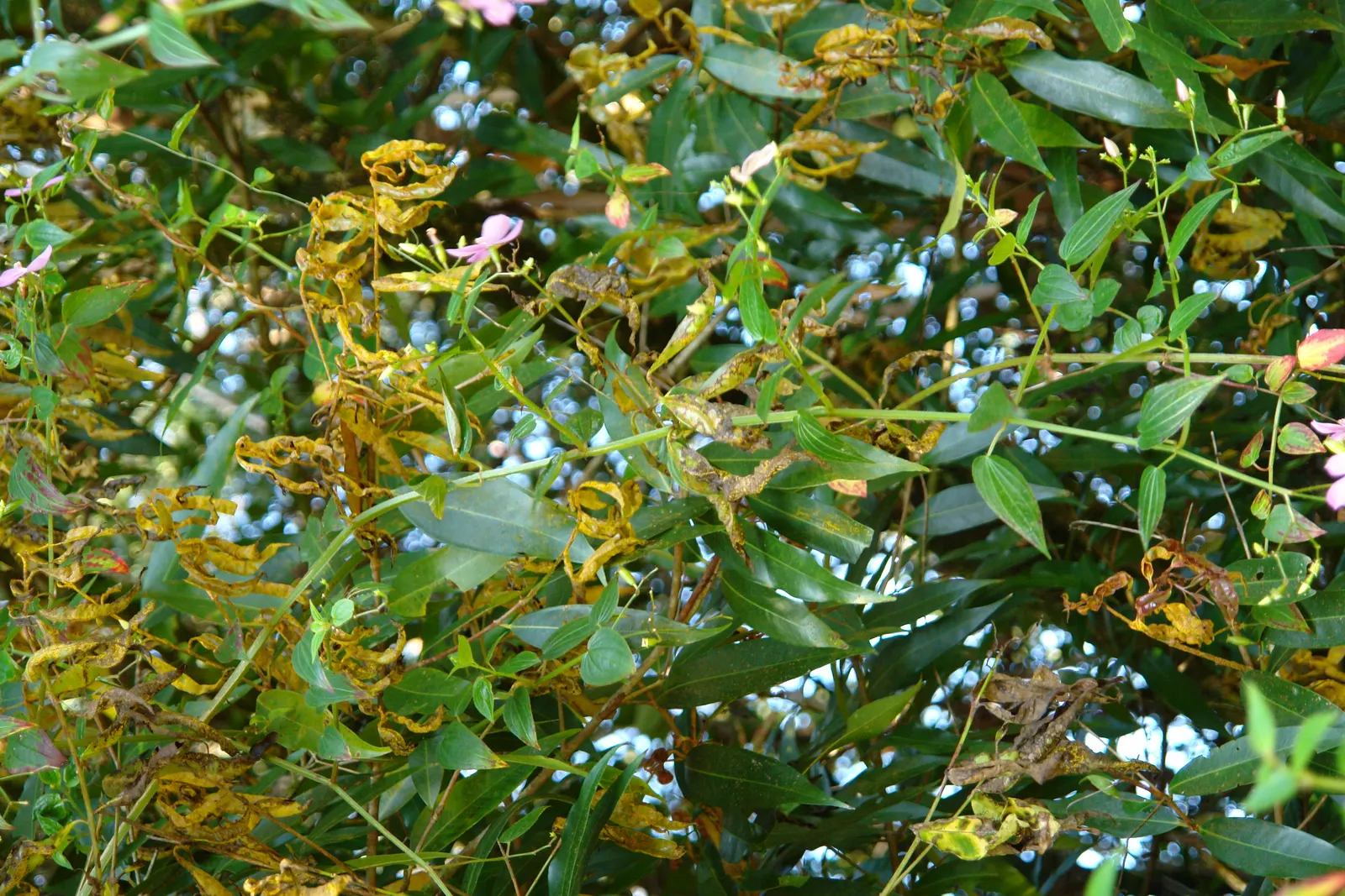 Rose Apple (Syzygium Jambos) — This tree is suitable for USDA hardiness zones 9 to 12 and is relatively low-maintenance; this evergreen species, image 134