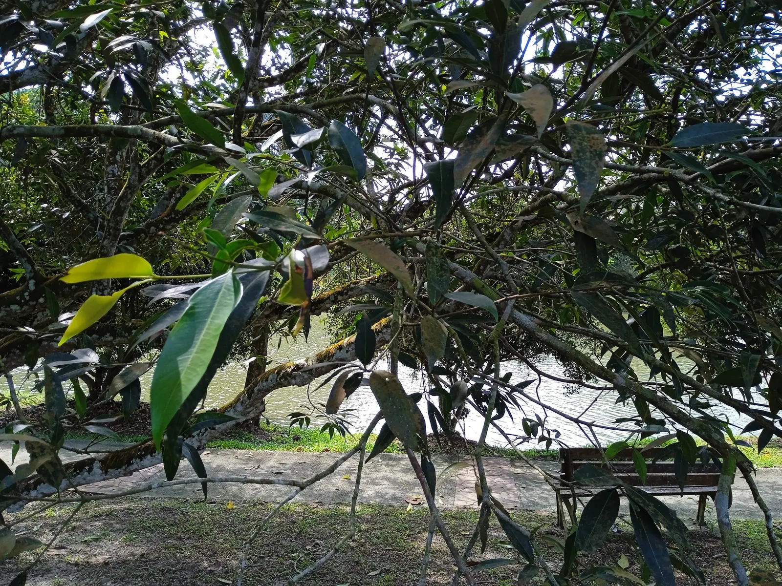 Rose Apple (Syzygium Jambos) — it boasts a symmetrical canopy and typically reaches a height of 25 to 35 feet; this evergreen species provides dense, image 94