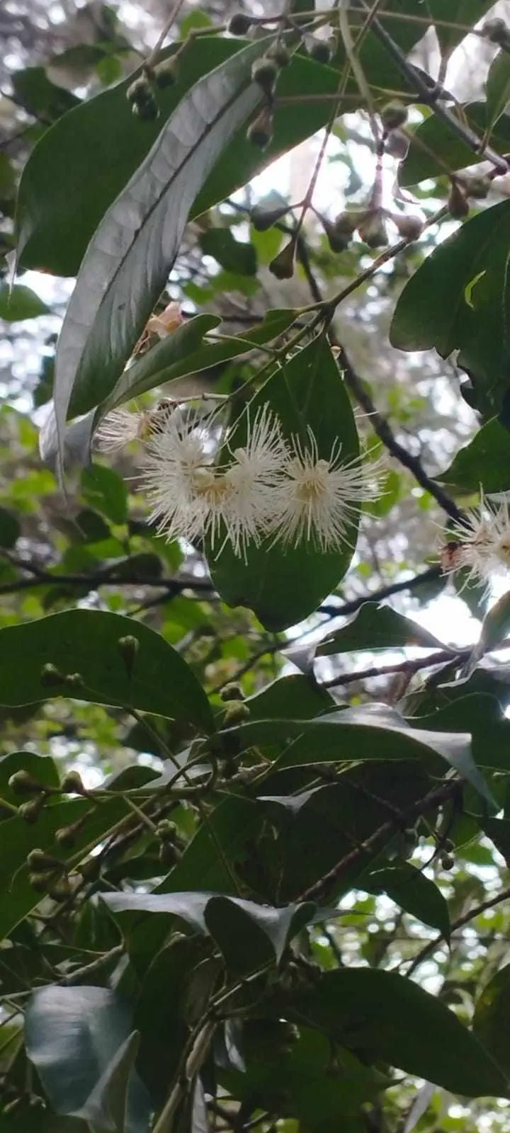 Rose Apple (Syzygium Jambos) — is a delightful tropical fruit tree that could become a stunning addition to any sizeable garden landscape; its dense foliage