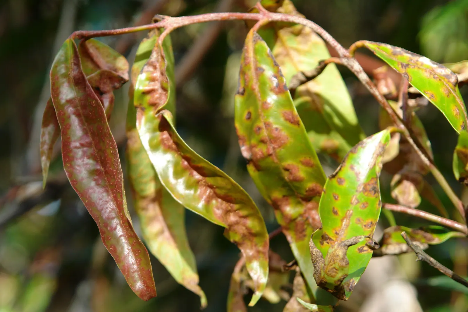Rose Apple (Syzygium Jambos) — approximately 1 to 2 inches in diameter