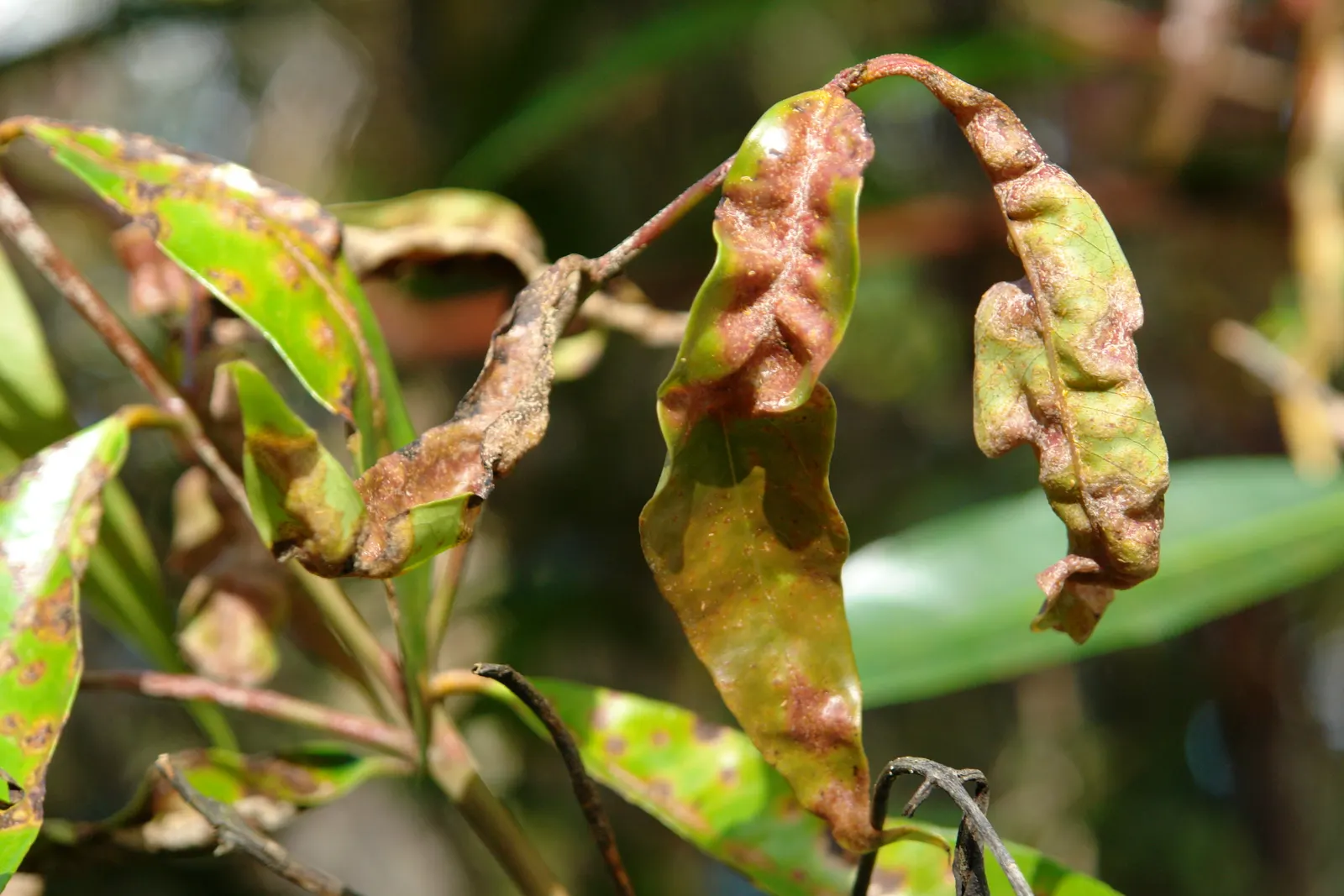 Rose Apple (Syzygium Jambos) — Its dense foliage provides shade while pink to white blossoms attract pollinators