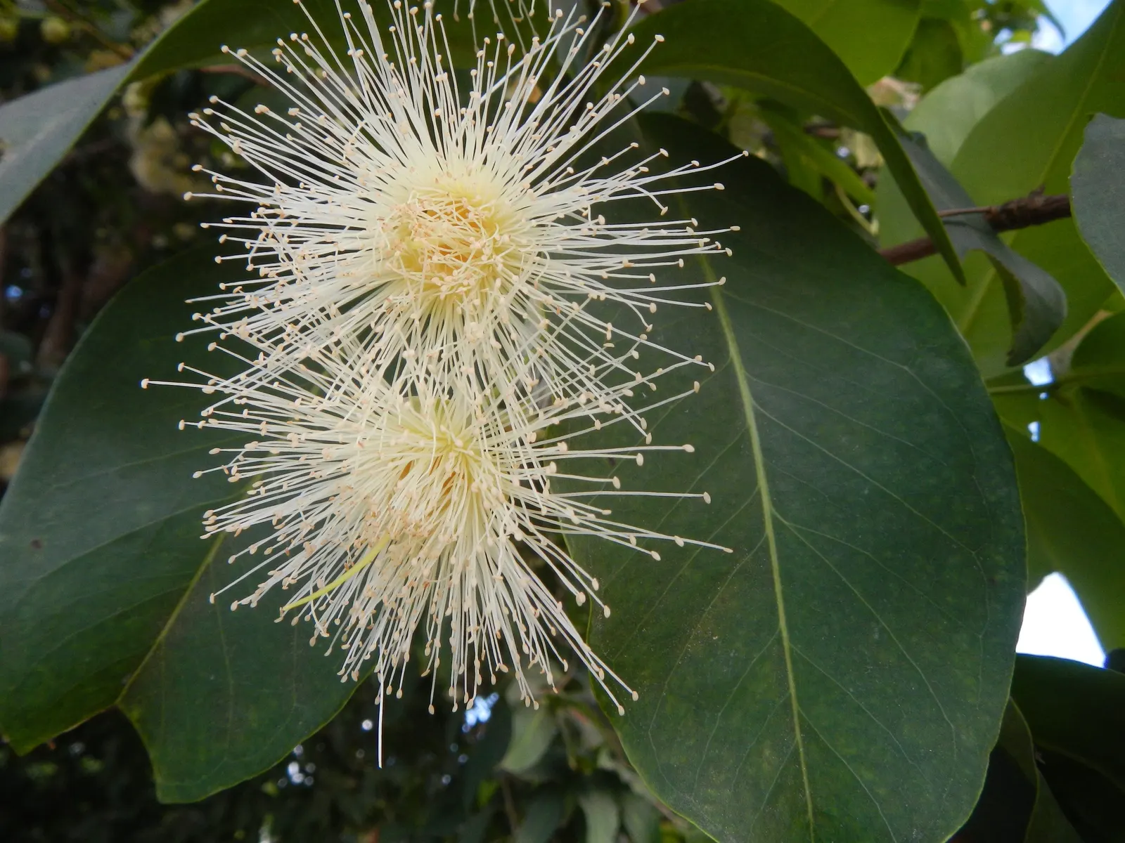 Rose Apple (Syzygium Jambos) — The yellowish-green fruit; its dense foliage provides shade while pink to white blossoms attract pollinators