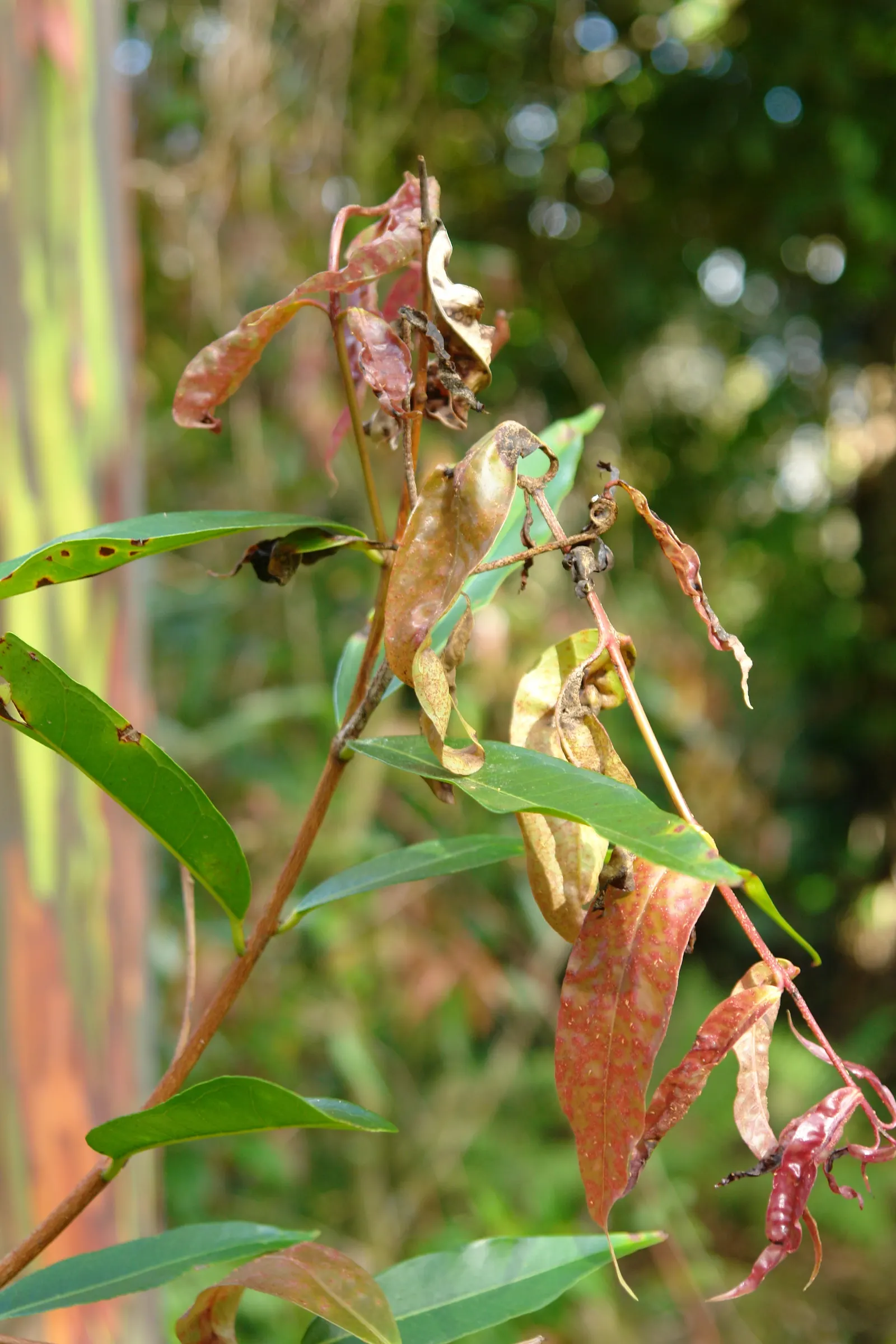 Rose Apple (Syzygium Jambos) — heady fragrance is reminiscent of roses; approximately 1 to 2 inches in diameter
