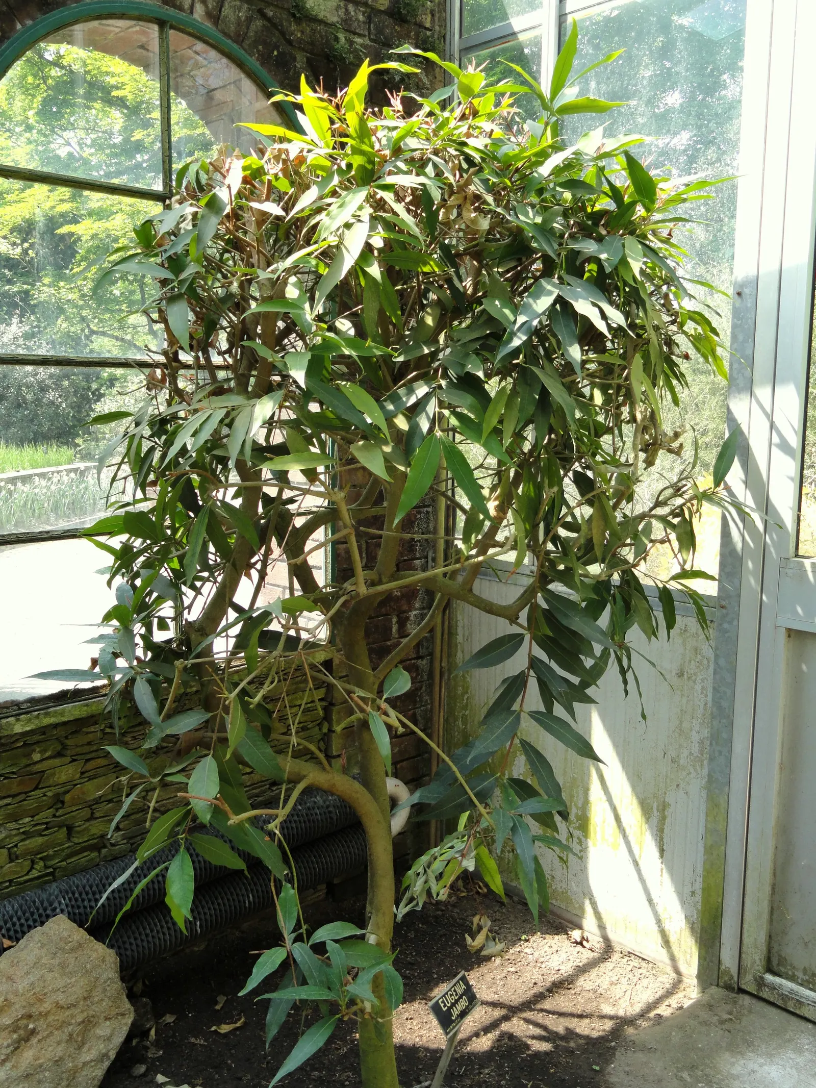 Rose Apple (Syzygium Jambos) — around 1-2 inches in diameter; this evergreen species provides dense, image 90