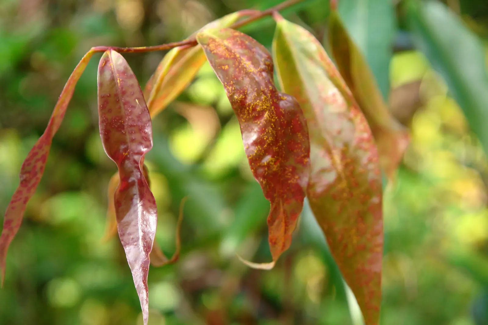 Rose Apple (Syzygium Jambos) — the Rose Apple bears attractive yellowish-green fruits; its dense foliage provides shade while pink to white blossoms attract