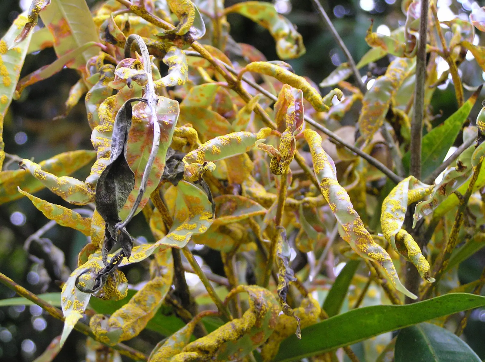 Rose Apple (Syzygium Jambos) — heady fragrance is reminiscent of roses; approximately 1 to 2 inches in diameter, image 127